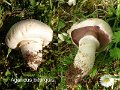 Agaricus bitorquis-amf145